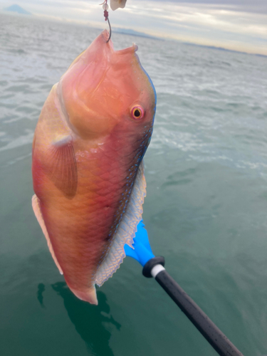 テンスの釣果