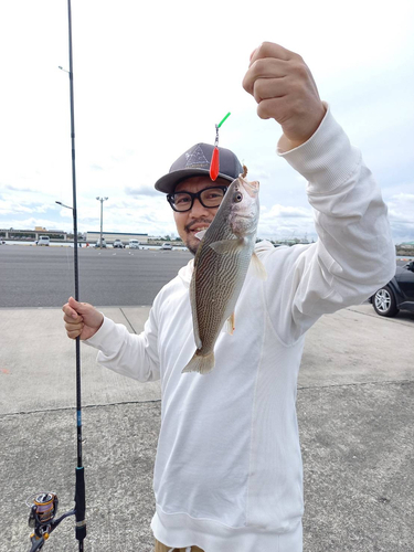 イシモチの釣果