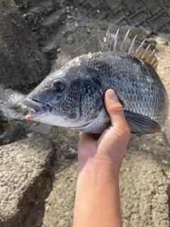 クロダイの釣果