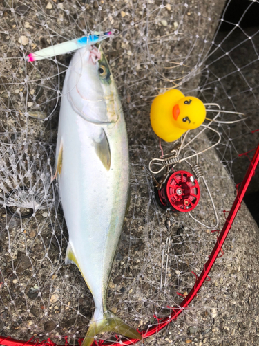 ハマチの釣果