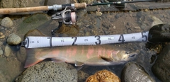 ヤマメの釣果