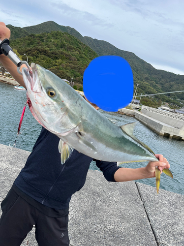 ブリの釣果