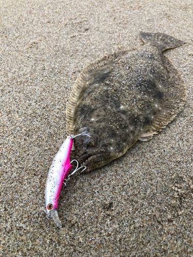 ヒラメの釣果