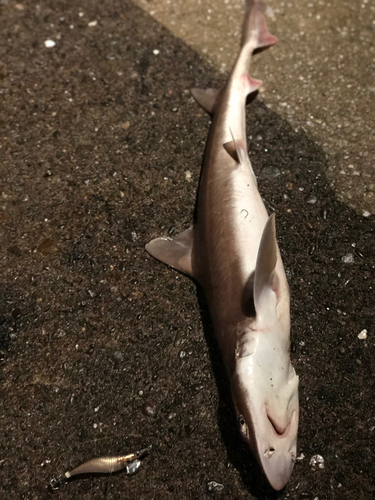 サメの釣果