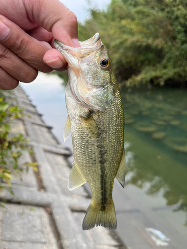 ラージマウスバスの釣果