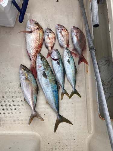 タイの釣果