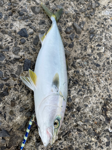 ヤズの釣果