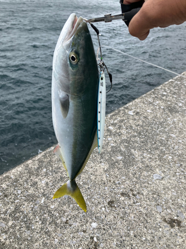 ヤズの釣果