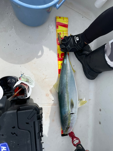 ハマチの釣果