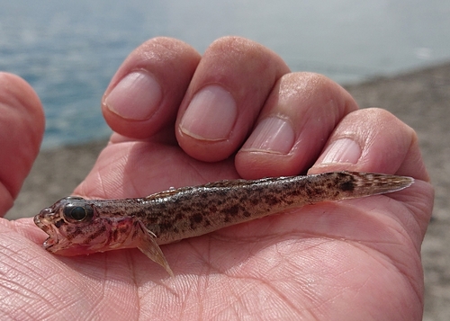 ハゼの釣果