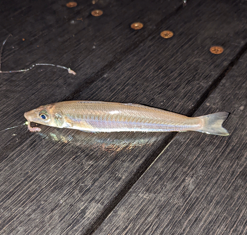 シロギスの釣果