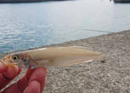 キスの釣果