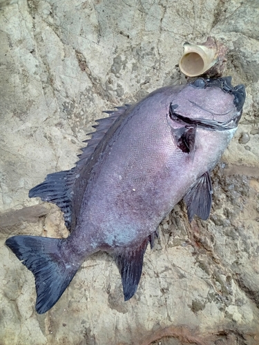 イシダイの釣果