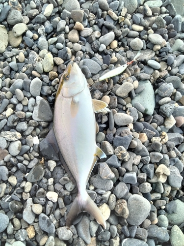 ショゴの釣果