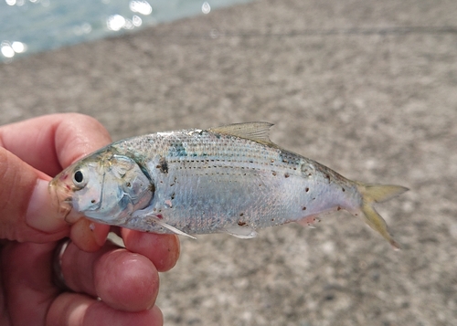 コハダの釣果