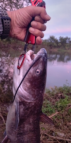 ナマズの釣果