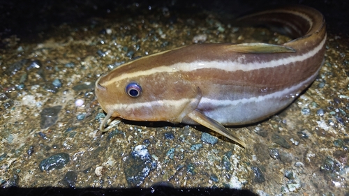 ゴンズイの釣果