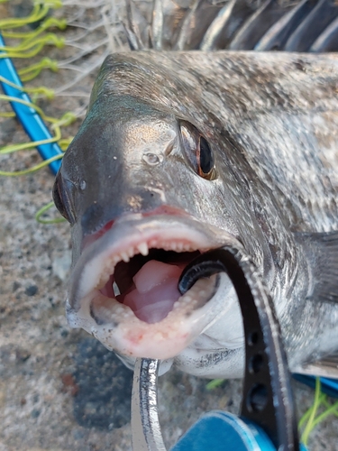 チヌの釣果