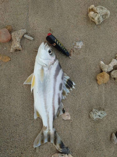 コトヒキの釣果