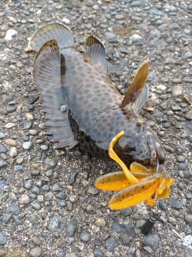 オオモンハタの釣果