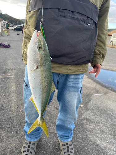 ツバスの釣果