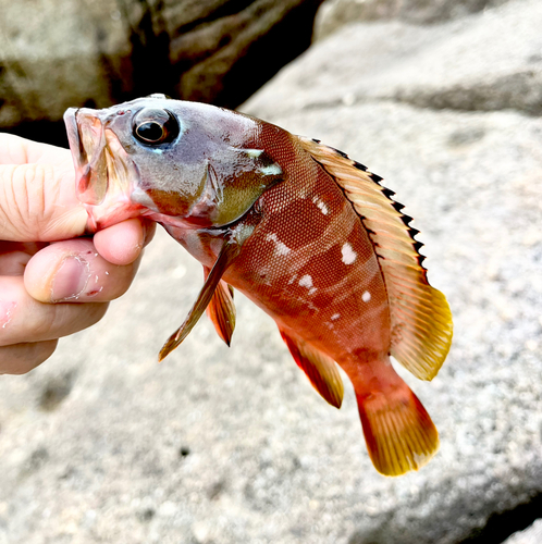 アカハタの釣果