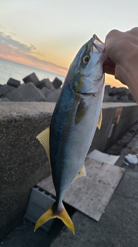 ヤズの釣果