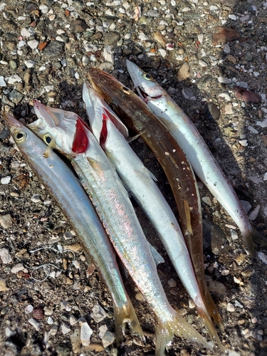 カマスの釣果