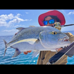 カスミアジの釣果