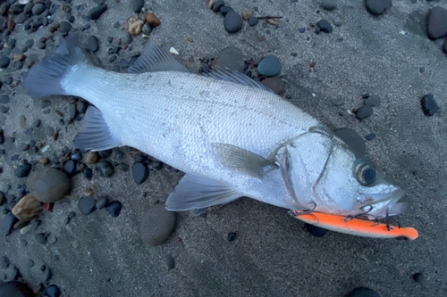 ヒラスズキの釣果