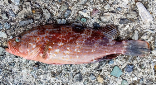 キジハタの釣果