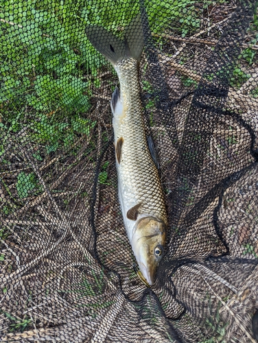 ニゴイの釣果