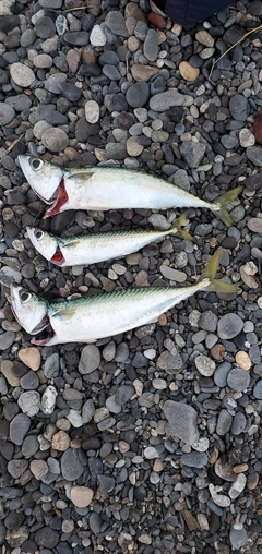 サバの釣果