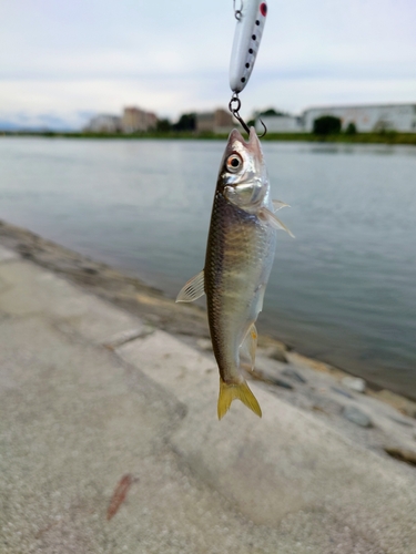 オイカワの釣果