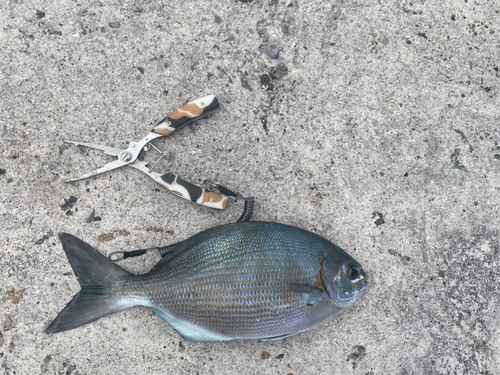 イスズミの釣果