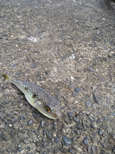 クサフグの釣果