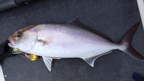 ショゴの釣果