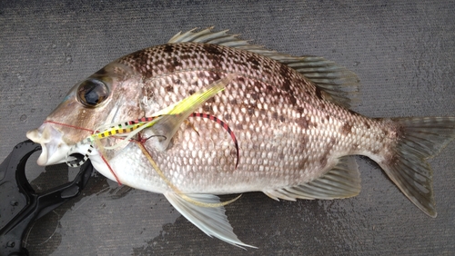 メイチダイの釣果