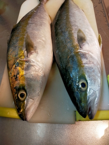 ハマチの釣果