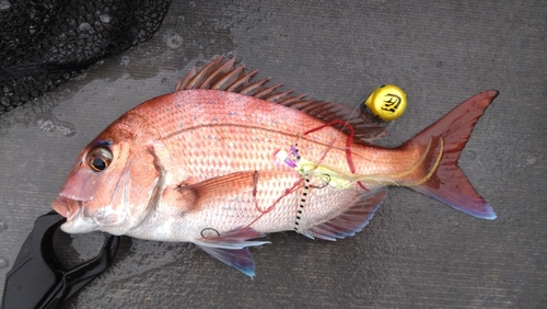 マダイの釣果