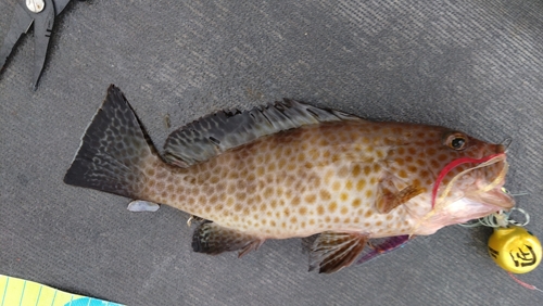 オオモンハタの釣果