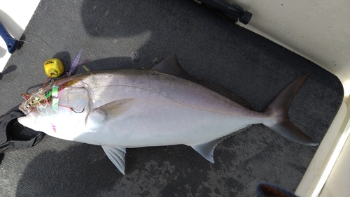 ショゴの釣果