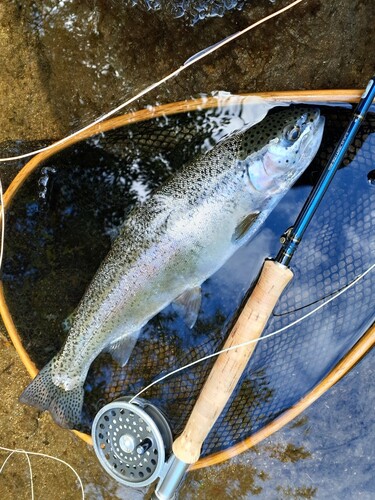 ニジマスの釣果