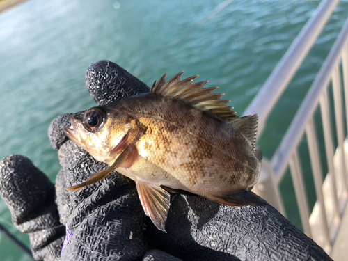 メバルの釣果