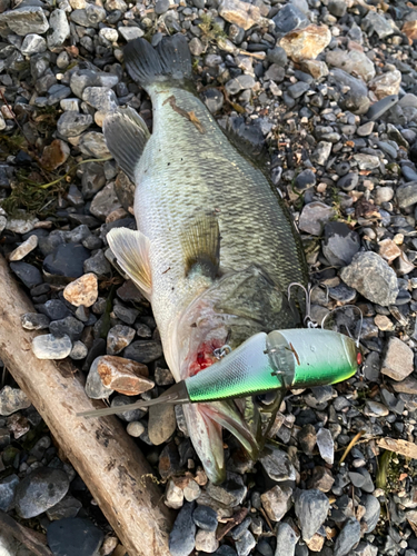 ブラックバスの釣果