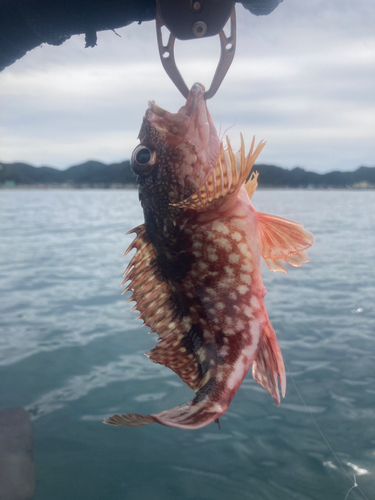 カサゴの釣果