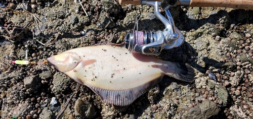 クロガシラガレイの釣果