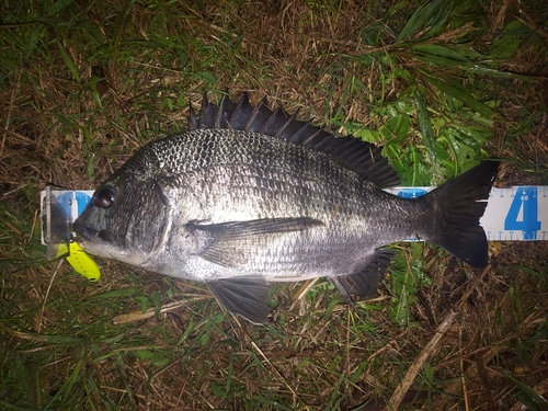 クロダイの釣果