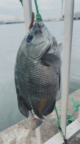 メジナの釣果