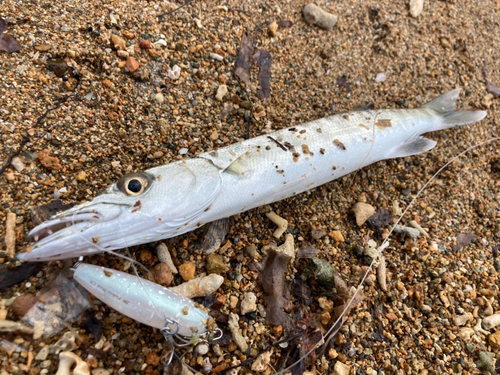 オオカマスの釣果